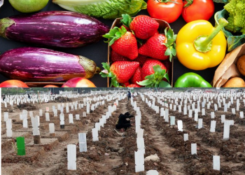 Divaksinasi atau tidak, Cara untuk Menghindari Kematian akibat Covid 19