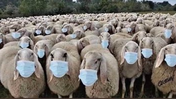 Penipuan Masker – Masker Tidak Berfungsi