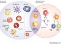 Innate Immunity vs. Adaptive Immunity, Mana Yang Lebih Baik?
