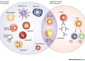 Innate Immunity vs. Adaptive Immunity, Mana Yang Lebih Baik?