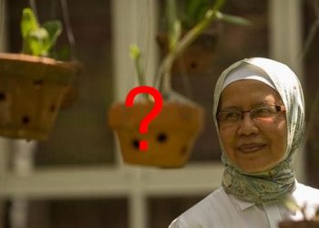 Kontroversi Riset Nyamuk Wolbachia UGM