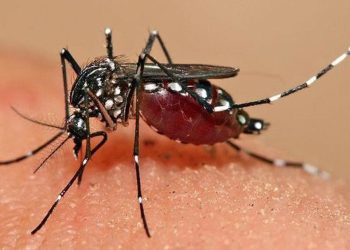 Nyamuk Wolbachia: Memisahkan Fakta dari Fiksi