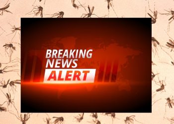 Breaking News!  Penemuan Mengejutkan! Bahaya Tersembunyi dari Pelepasan Nyamuk Wolbachia